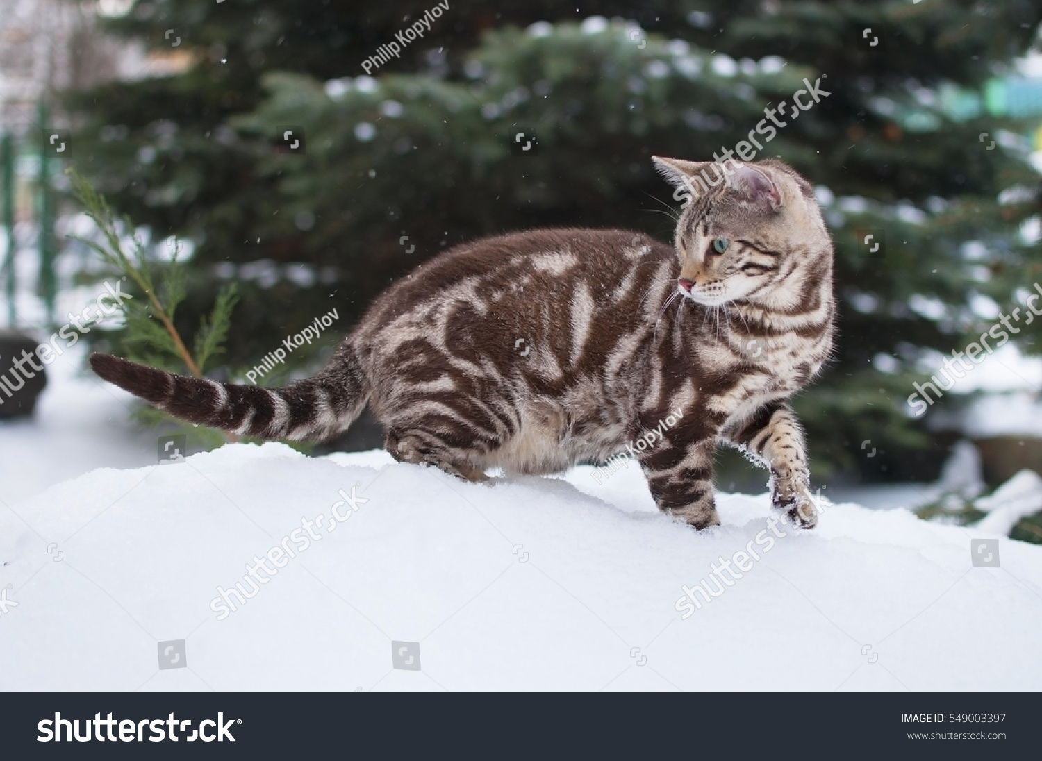 Foto Stok Bengal Cat On Winter Background Seal (Edit Sekarang 