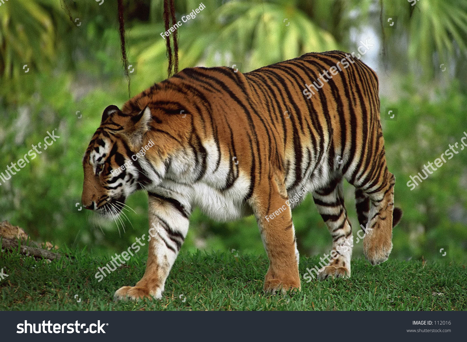 Bengal Tiger Stock Photo 112016 : Shutterstock