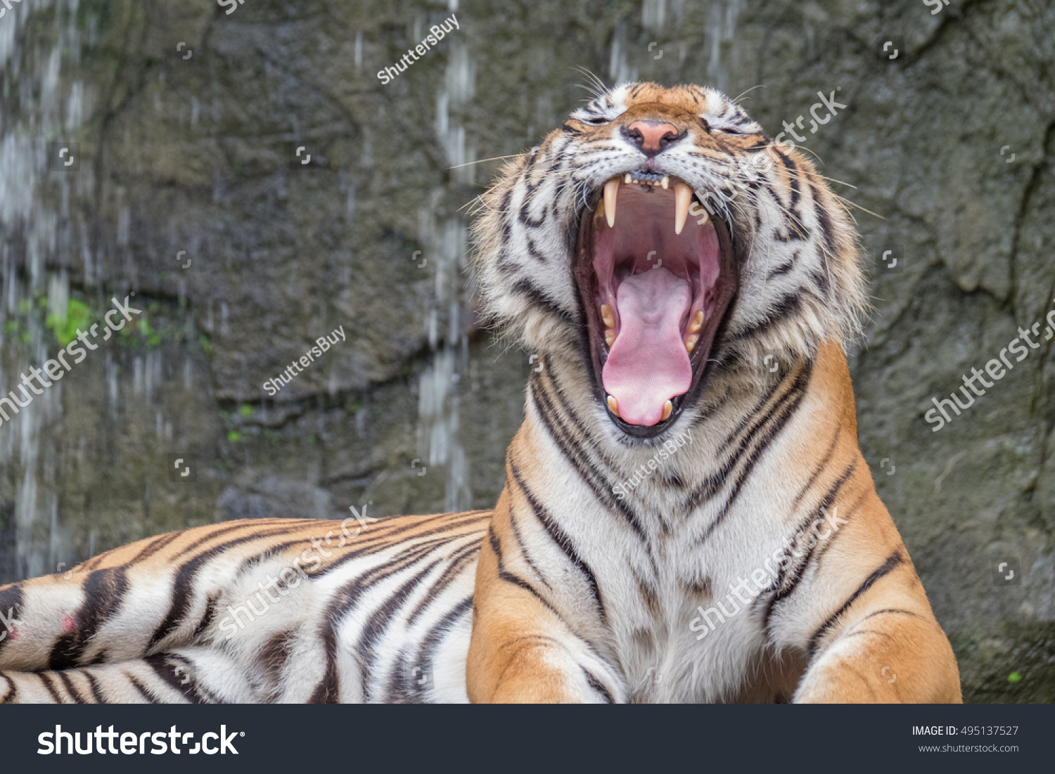 Bengal Tiger In Forest Yawning Stock Photo 495137527 : Shutterstock