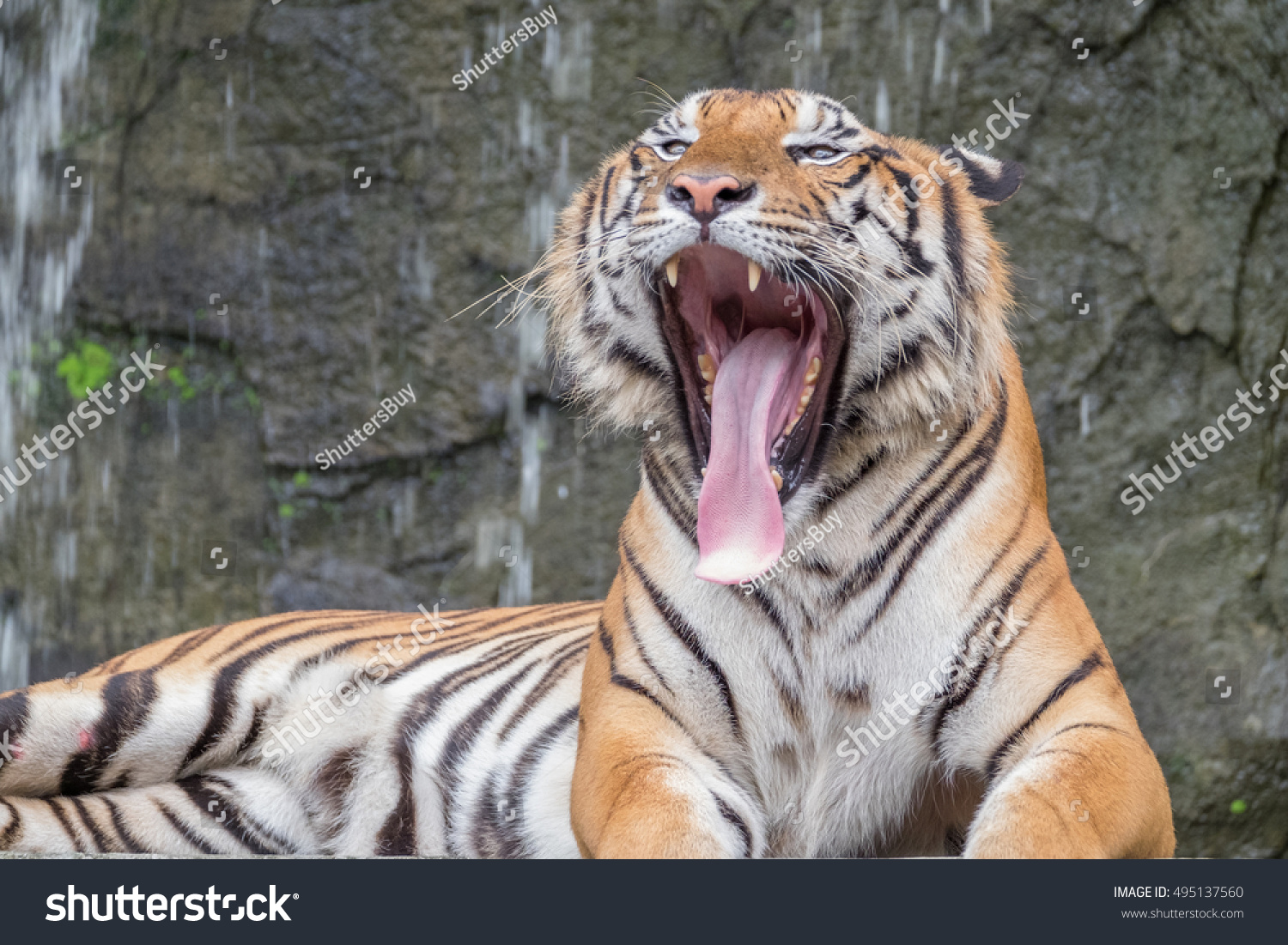 Bengal Tiger Forest Yawning Stock Photo (edit Now) 495137560 