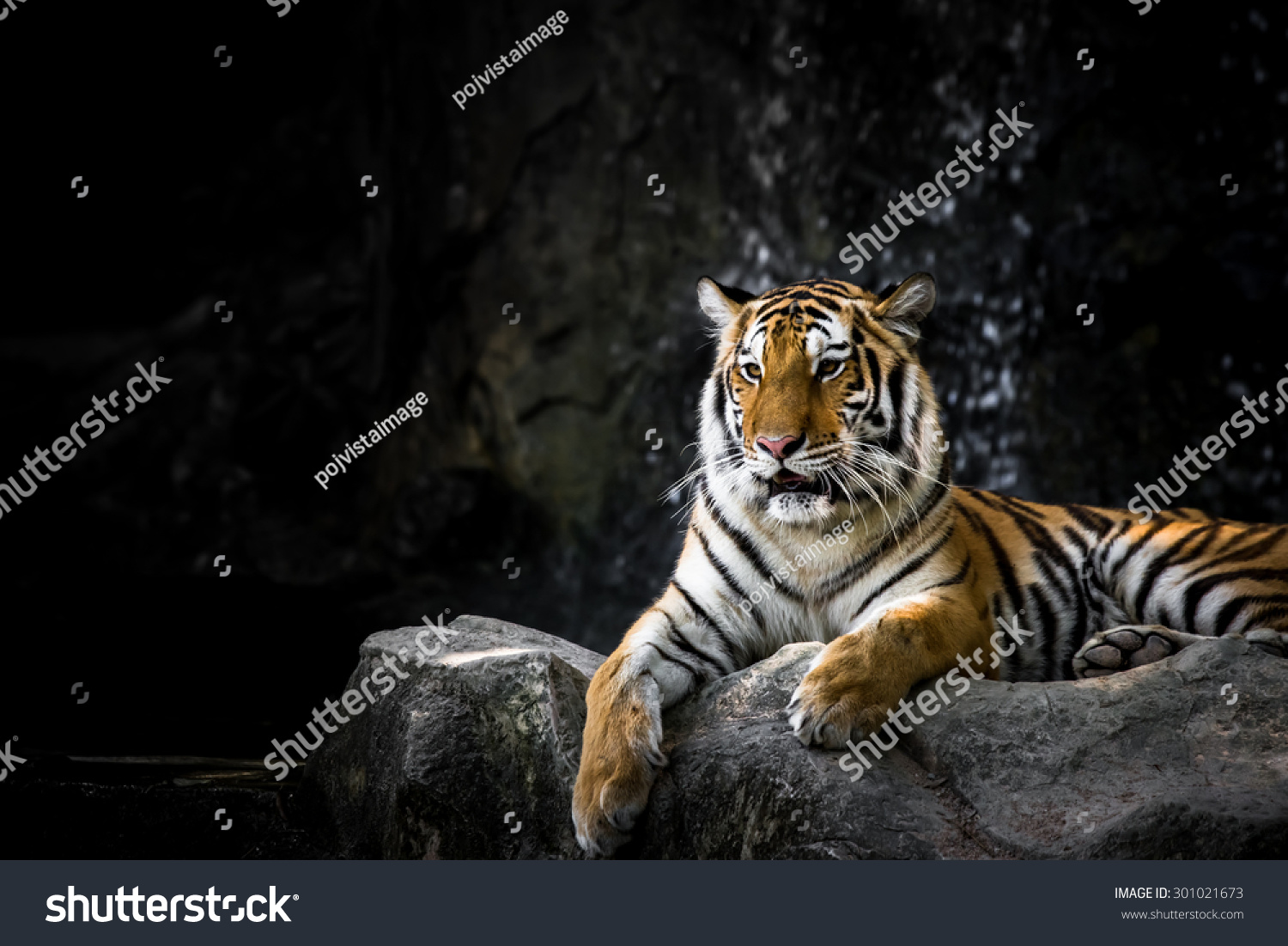 Bengal Tiger On Rock Stock Photo 301021673 | Shutterstock