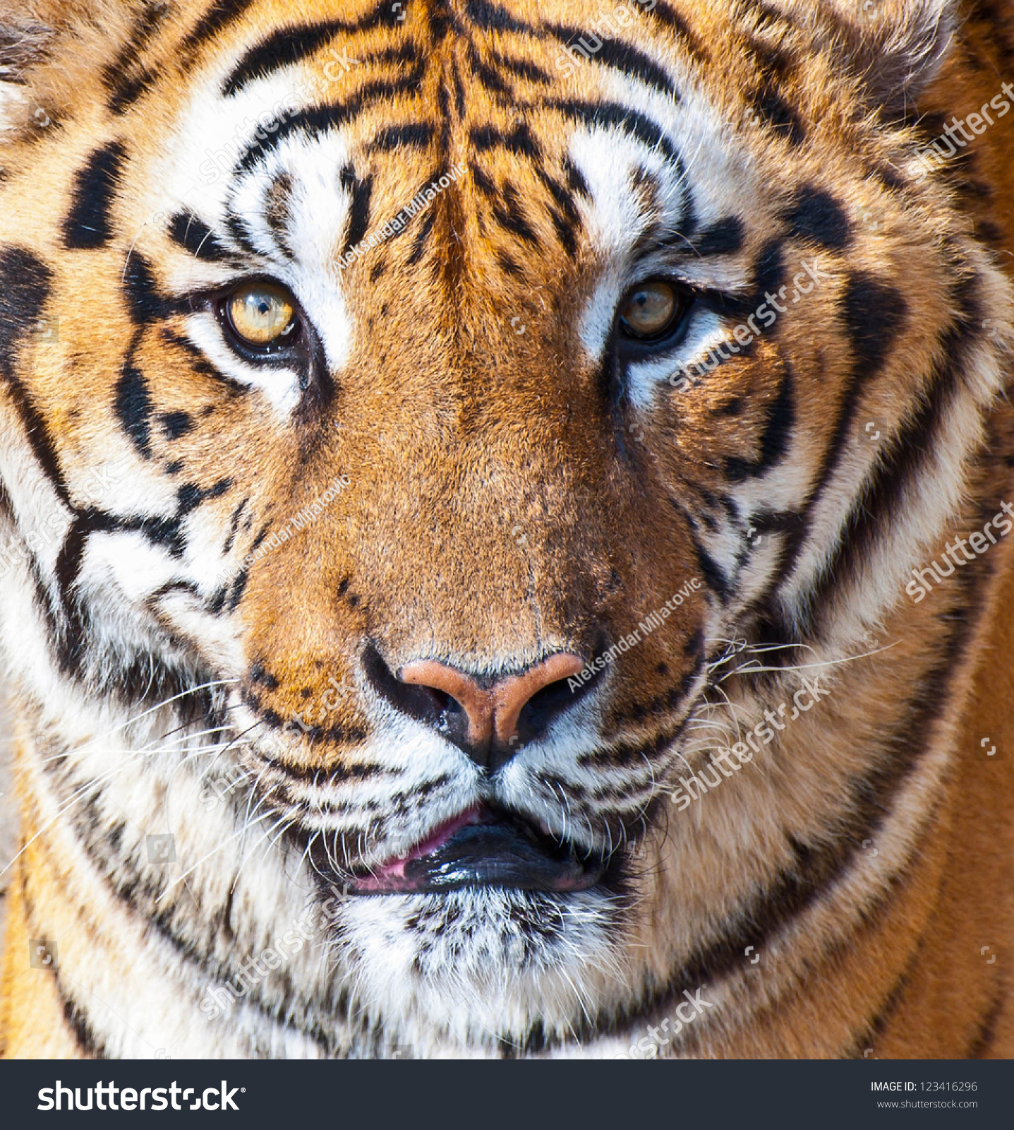 Bengal Tiger Portrait Stock Photo 123416296 | Shutterstock