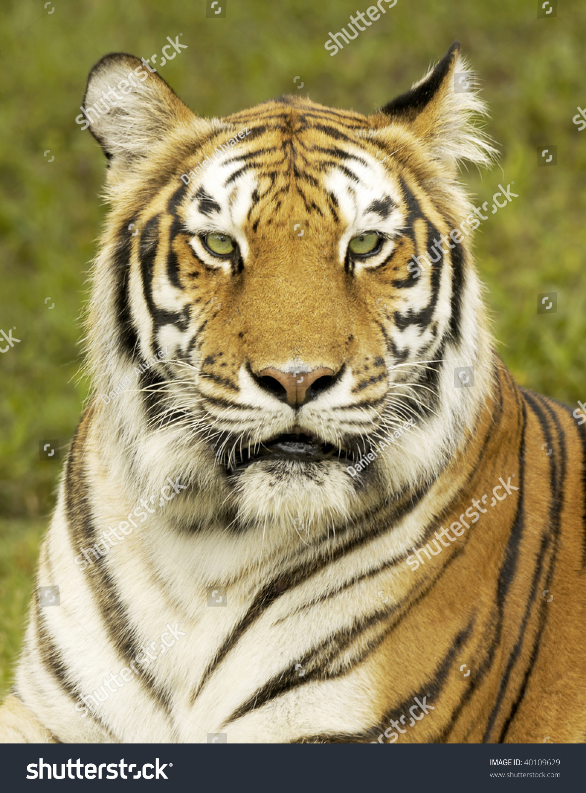 Bengal Tiger Profile Stock Photo 40109629 : Shutterstock