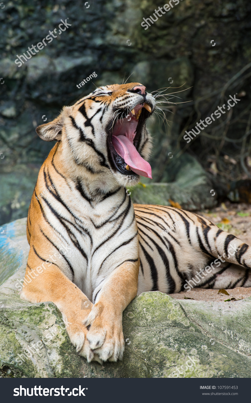 Bengal Tiger Roaring Stock Photo 107591453 : Shutterstock