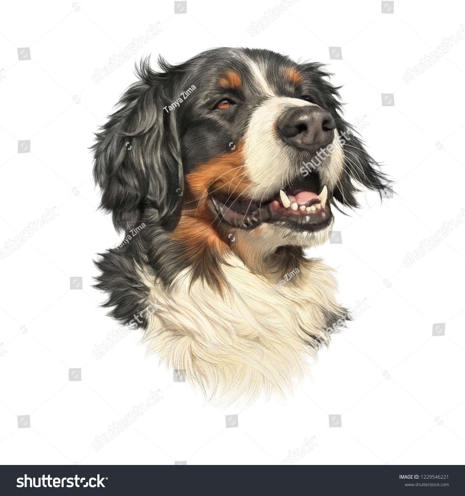 白い背景にベルンの山犬 可愛い大きな犬のリアルなポートレート 動物芸術コレクション 犬 手描きのペットイラスト ペットショップ 枕 バナーのデザインテンプレート のイラスト素材