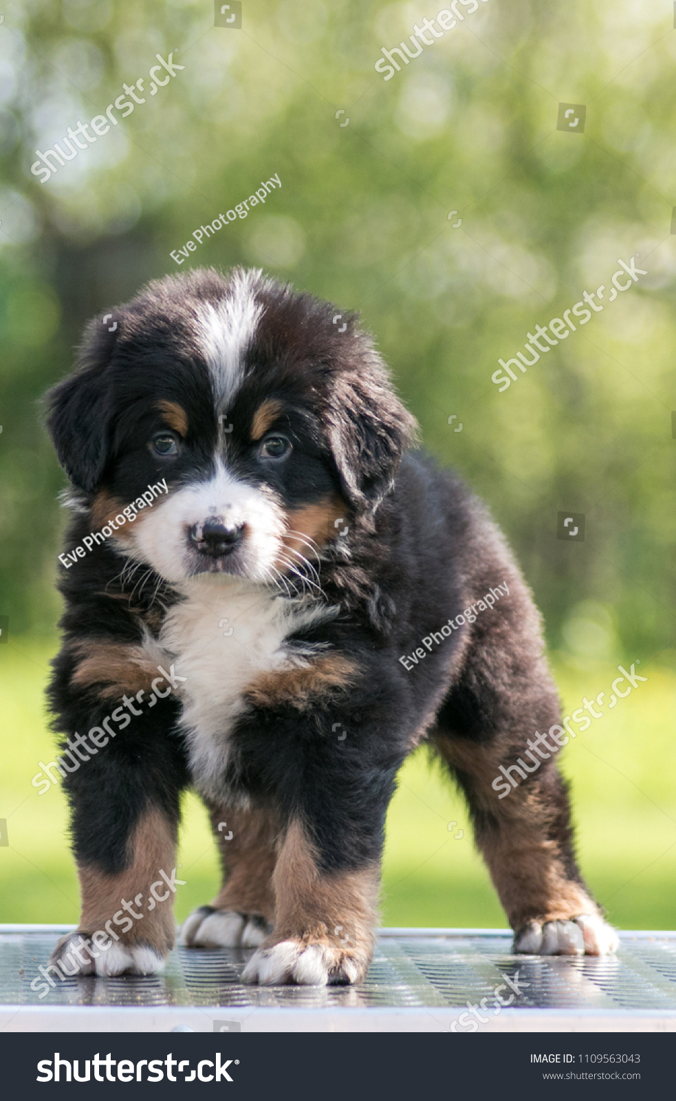 small bernese mountain dog