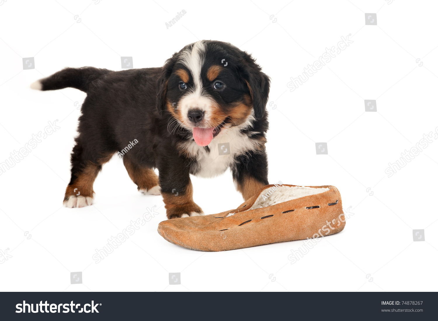 bernese mountain dog slippers