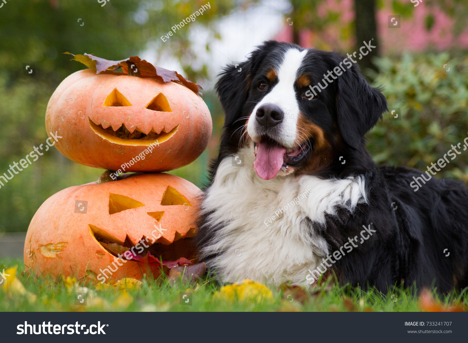 bernese mountain dog halloween