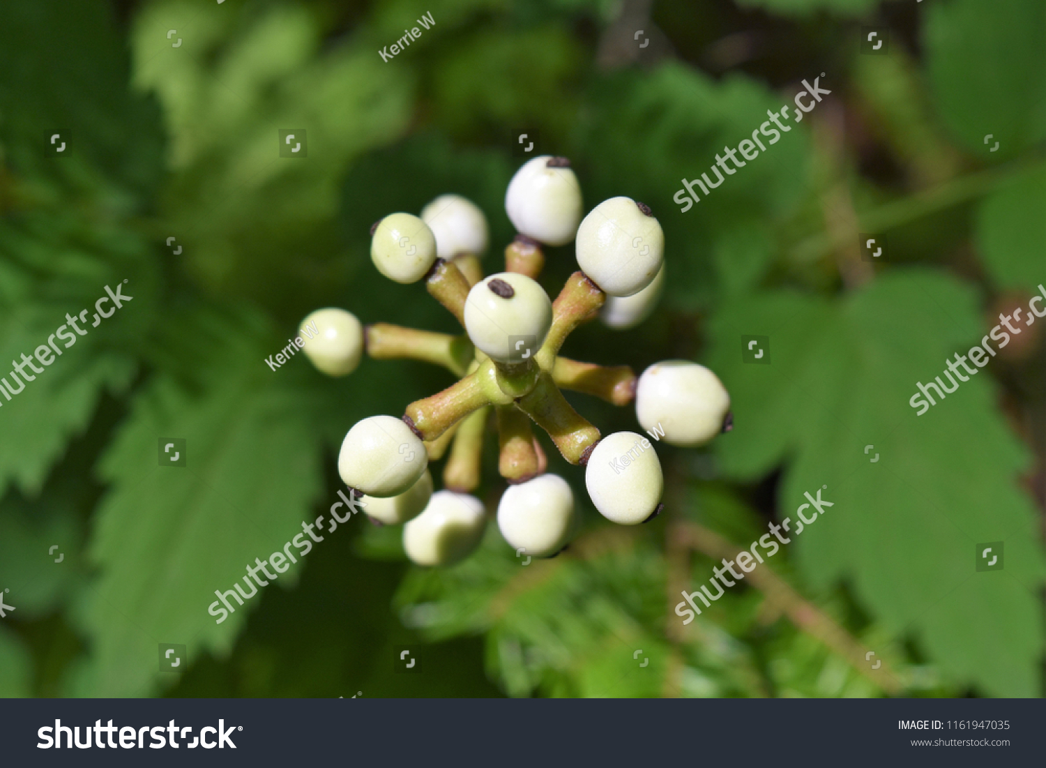 Berries Dolls Eye Plant Aka Baneberry Stock Photo (Edit Now) 1161947035