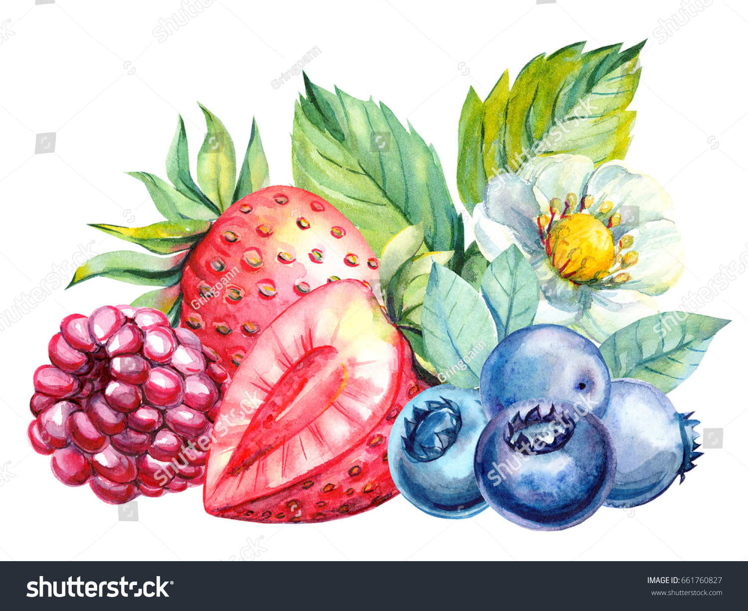 Raspberry: useful properties of berries and leaves 43 Raspberry: useful properties of berries and leaves 41