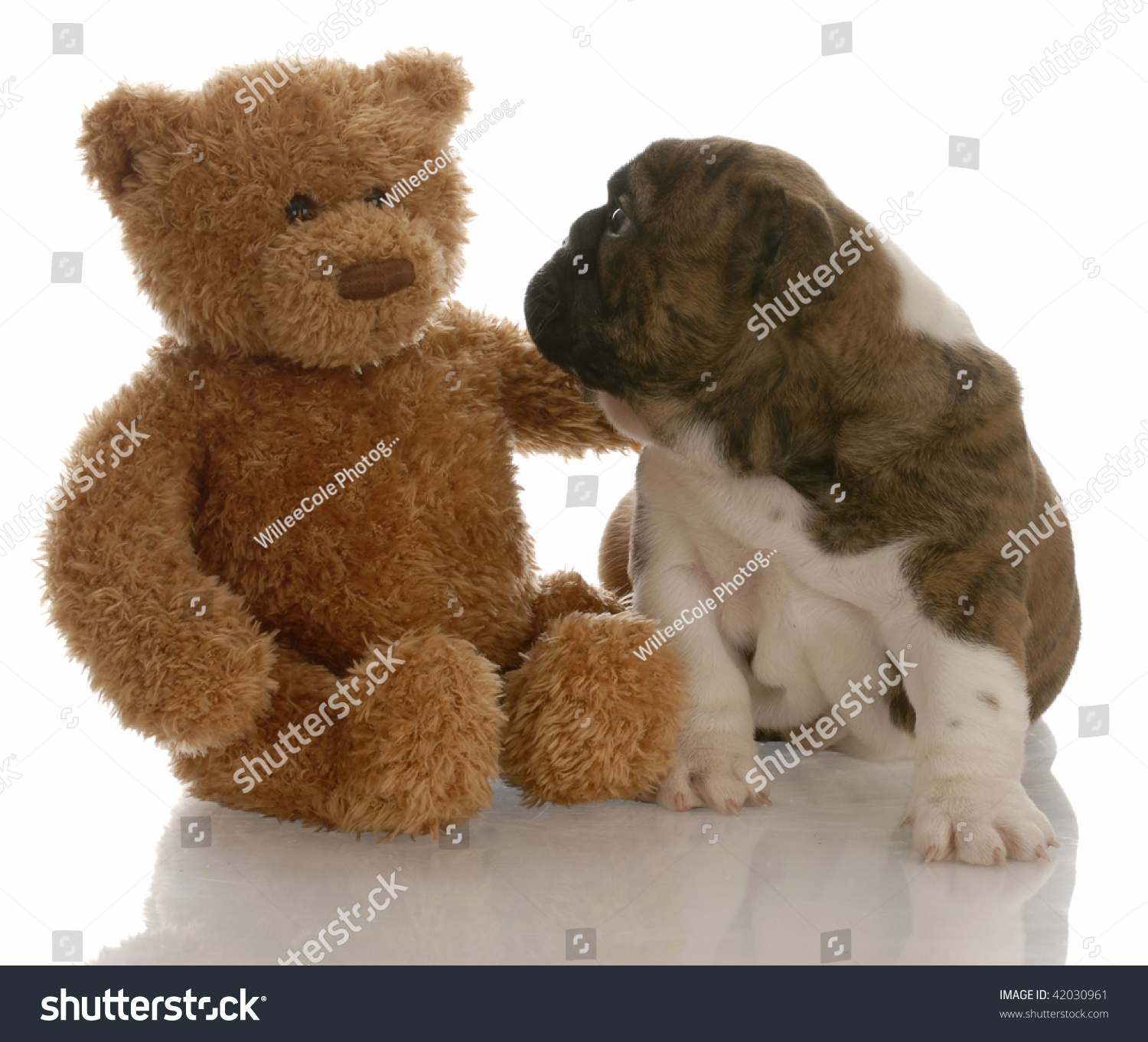 british bulldog teddy bear