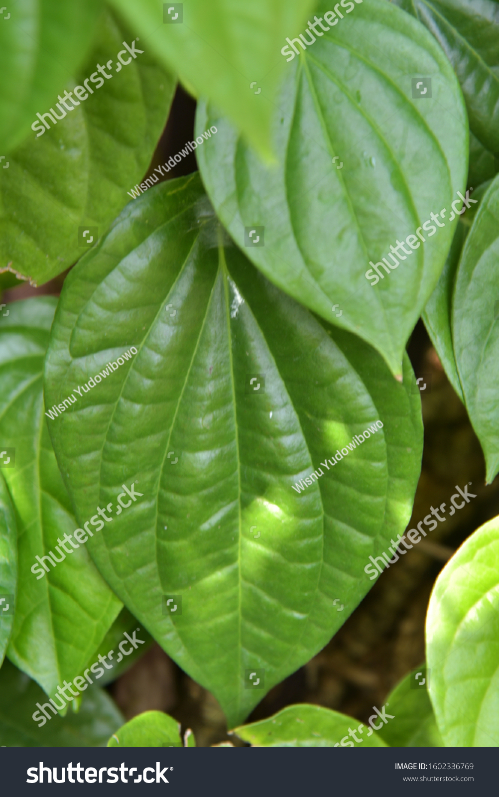 Betel Leaf Plant Daun Sirih Stock Photo (Edit Now) 1602336769