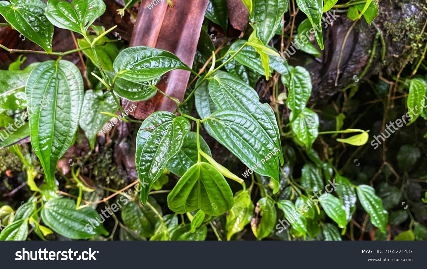 Betel Leaf Plant Tropical Plant Papua Stock Photo 2165221437 | Shutterstock