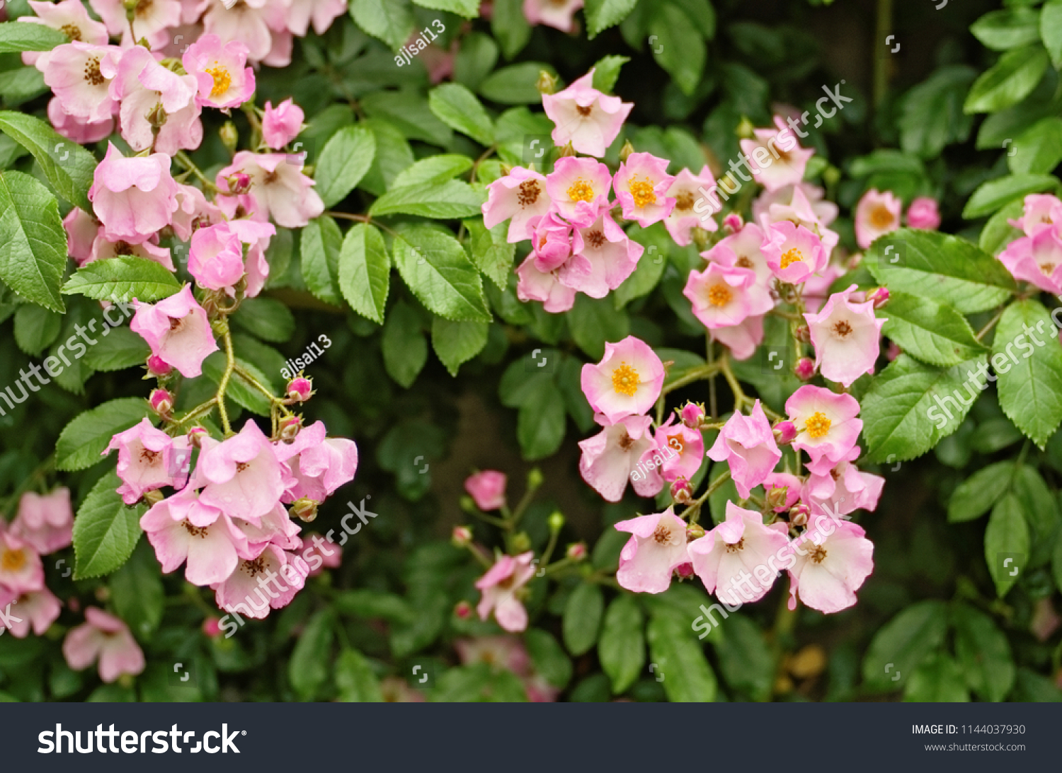 Beuatiful Blooming Ballerina Climbing Rose Rosa Stock Photo 1144037930 ...