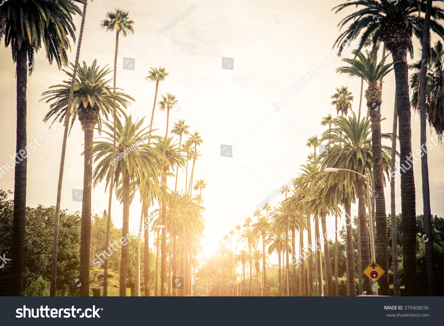 Beverly Hills Street Palm Trees Sunset Stock Photo 379408036 | Shutterstock
