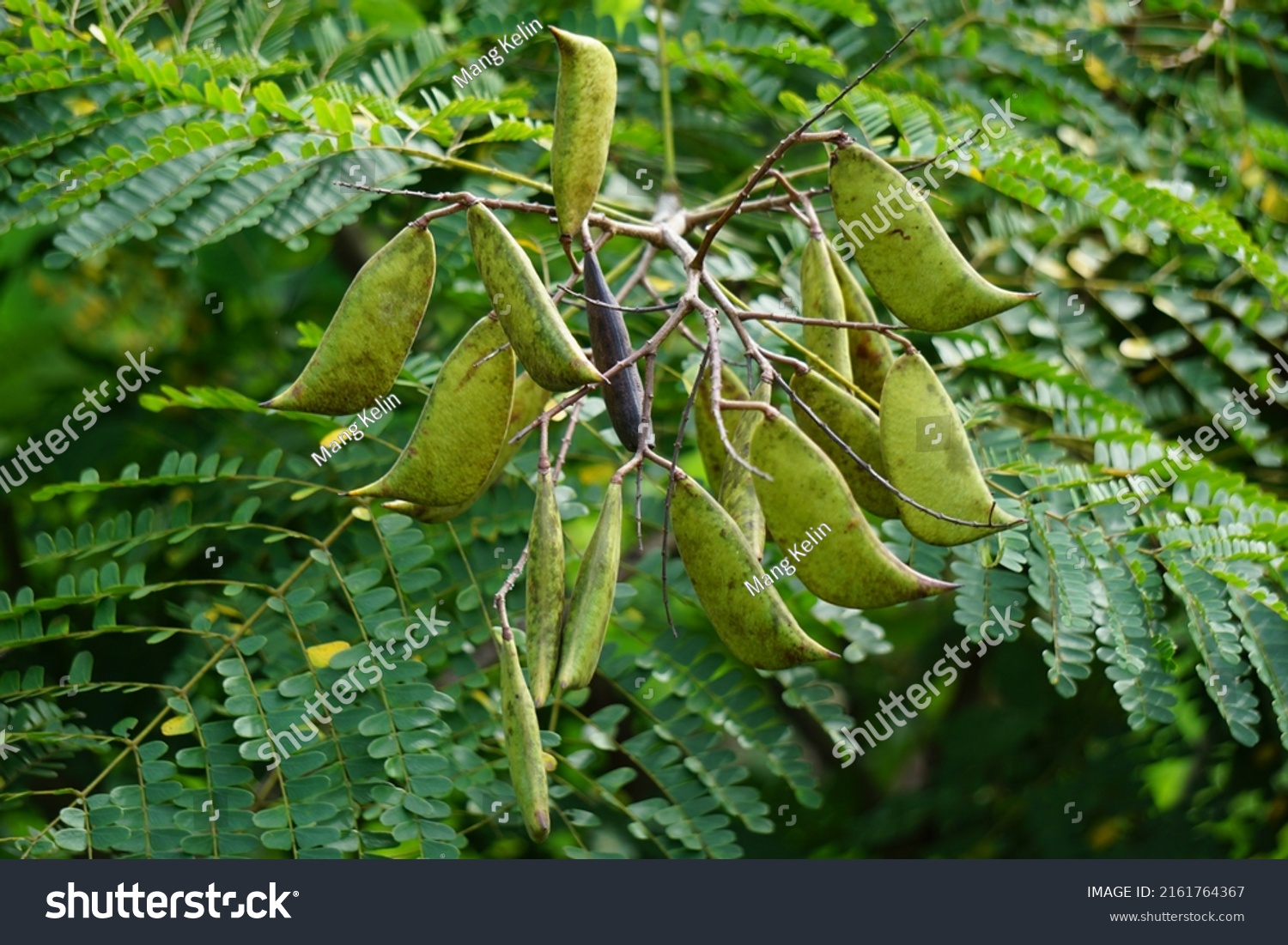 Biancaea Sappan Caesalpinia Sappan L Sappanwood Stock Photo 2161764367 ...