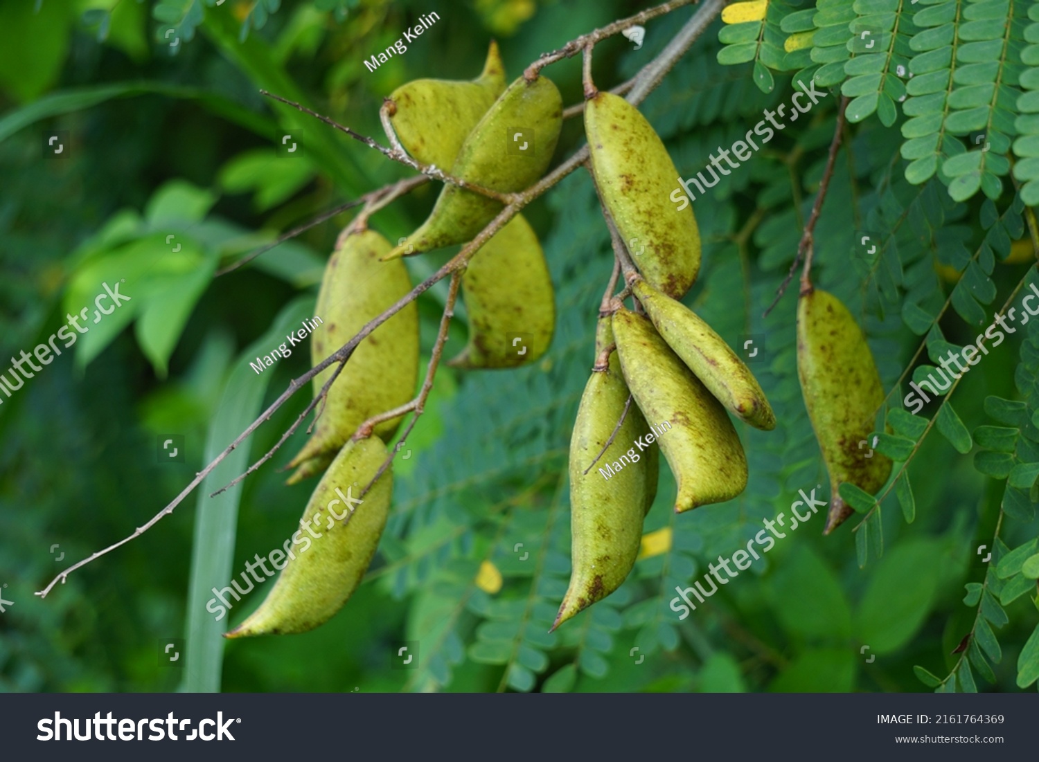 Biancaea Sappan Caesalpinia Sappan L Sappanwood Stock Photo 2161764369 ...