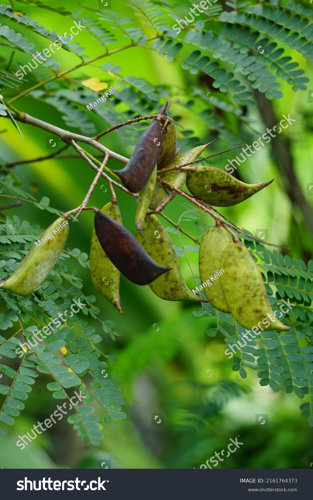 Biancaea Sappan Caesalpinia Sappan L Sappanwood Stock Photo 2161764373 ...