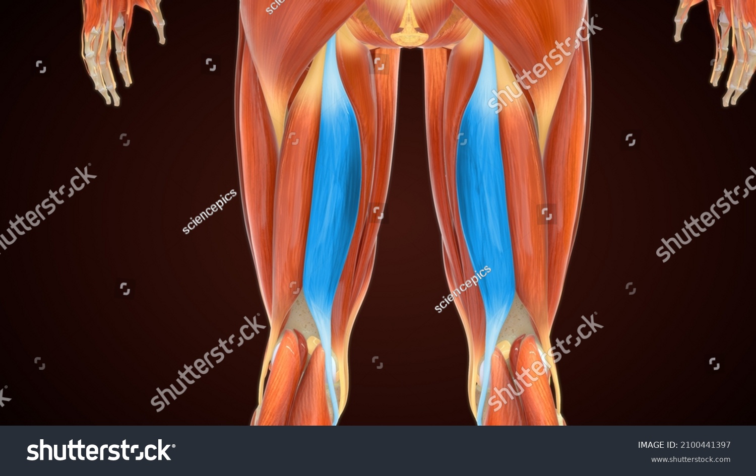 Biceps Femoris Long Head Anatomy 3d Stock Illustration 2100441397