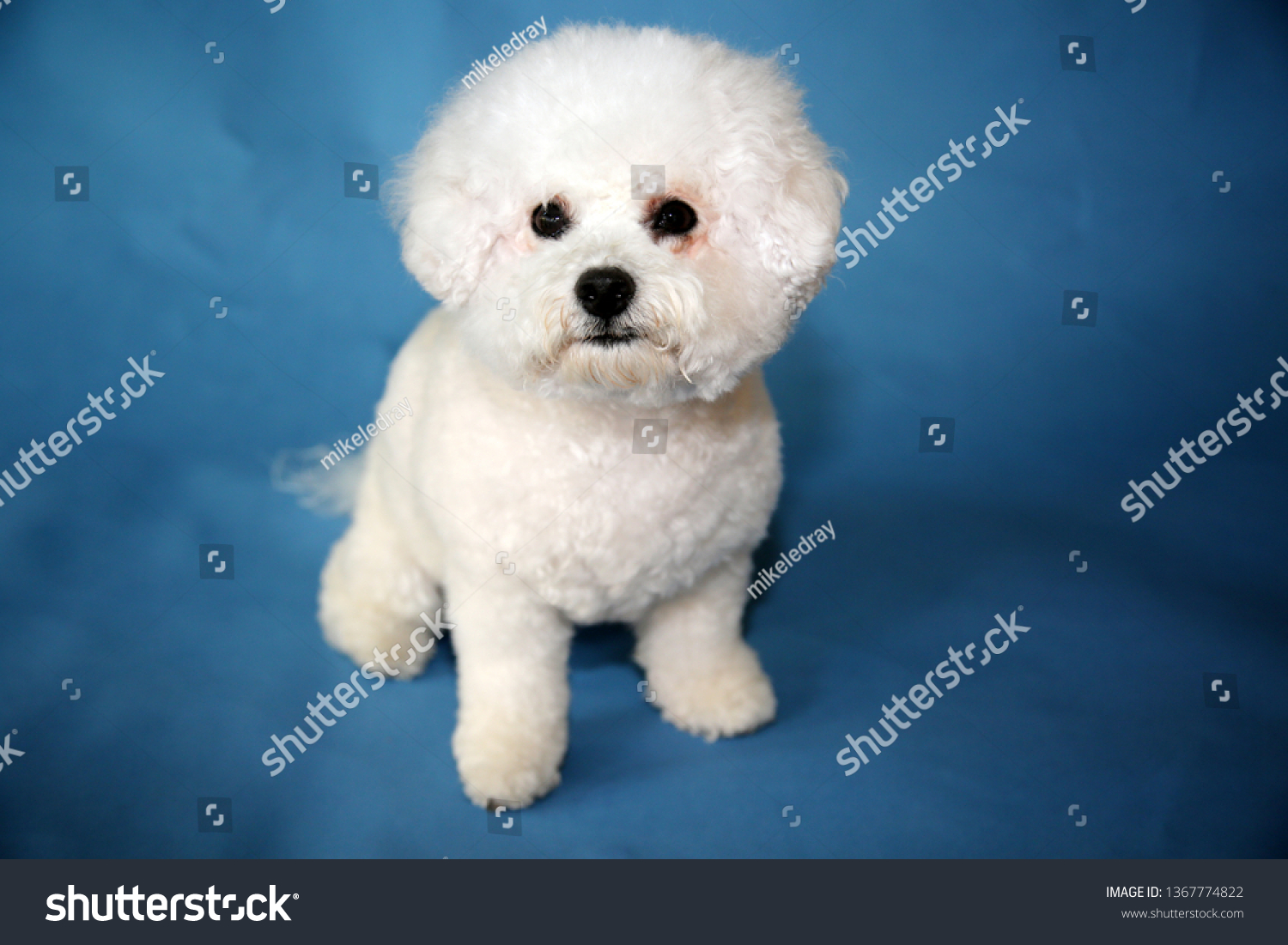  Ocean Colored Classic  Template Design Featuring Bichon Frise Dog