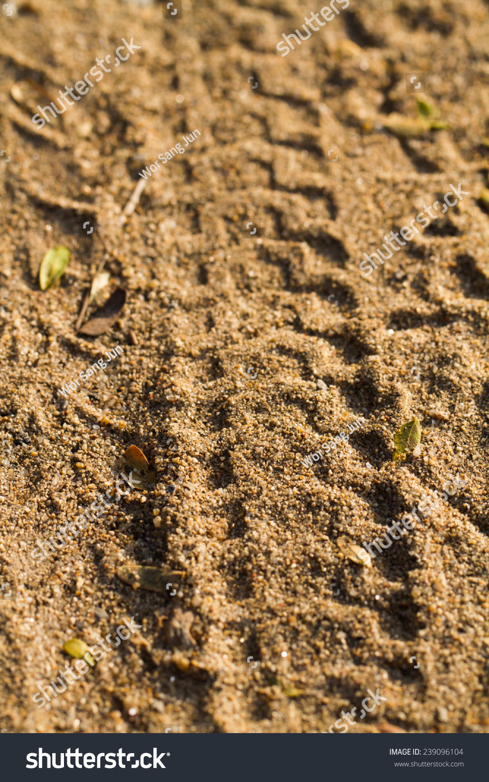 Bicycle Tire Track On Sand Stock Photo 239096104 Shutterstock