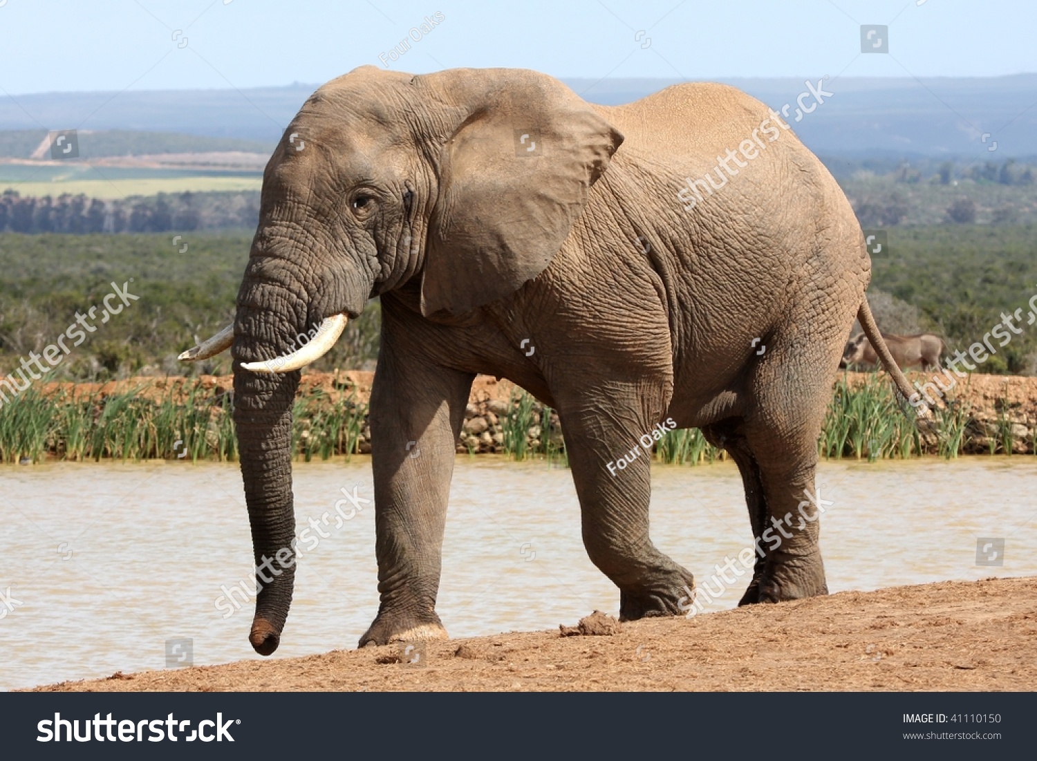 Big African Elephant Musth Urine Dripping Stock Photo 41110150 ...