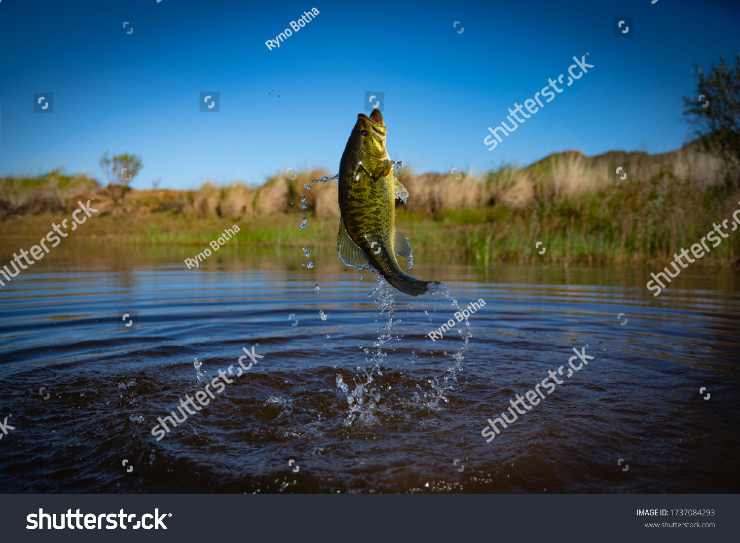 613 Bass jumping out of water Stock Photos, Images & Photography ...