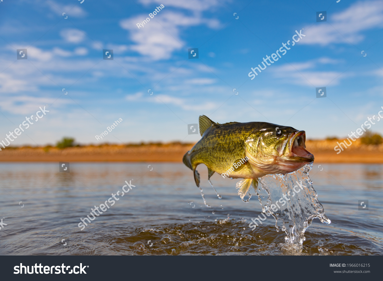 592 Bass dog Images, Stock Photos & Vectors | Shutterstock