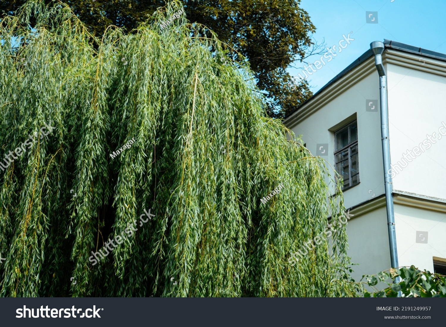 10 Treepic Images Stock Photos Vectors Shutterstock   Stock Photo Big Beautiful Willow Tree Near The House 2191249957 