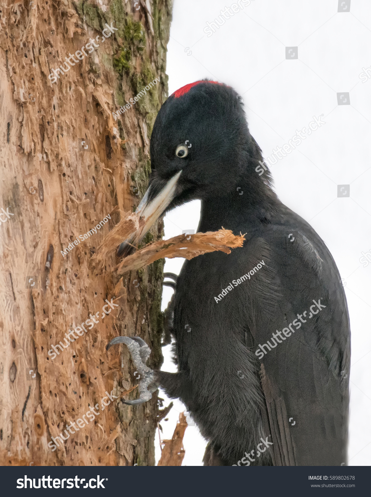 Big Black Bird Red Head Black Stock Photo Edit Now 589802678