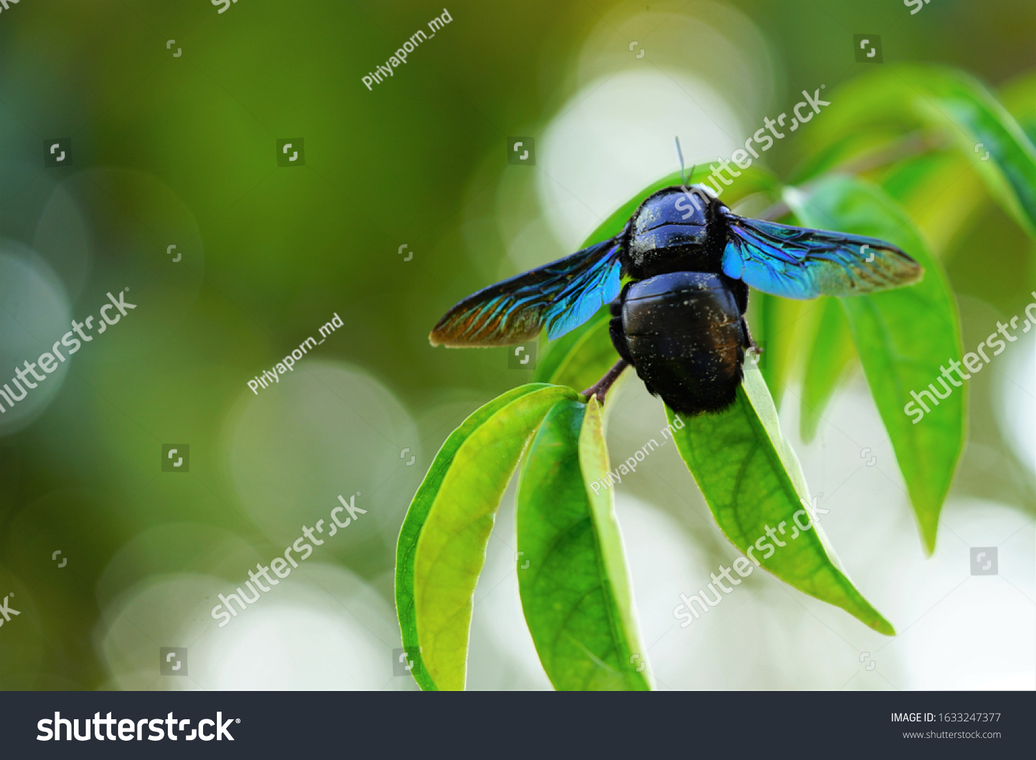 Blue bug with wings