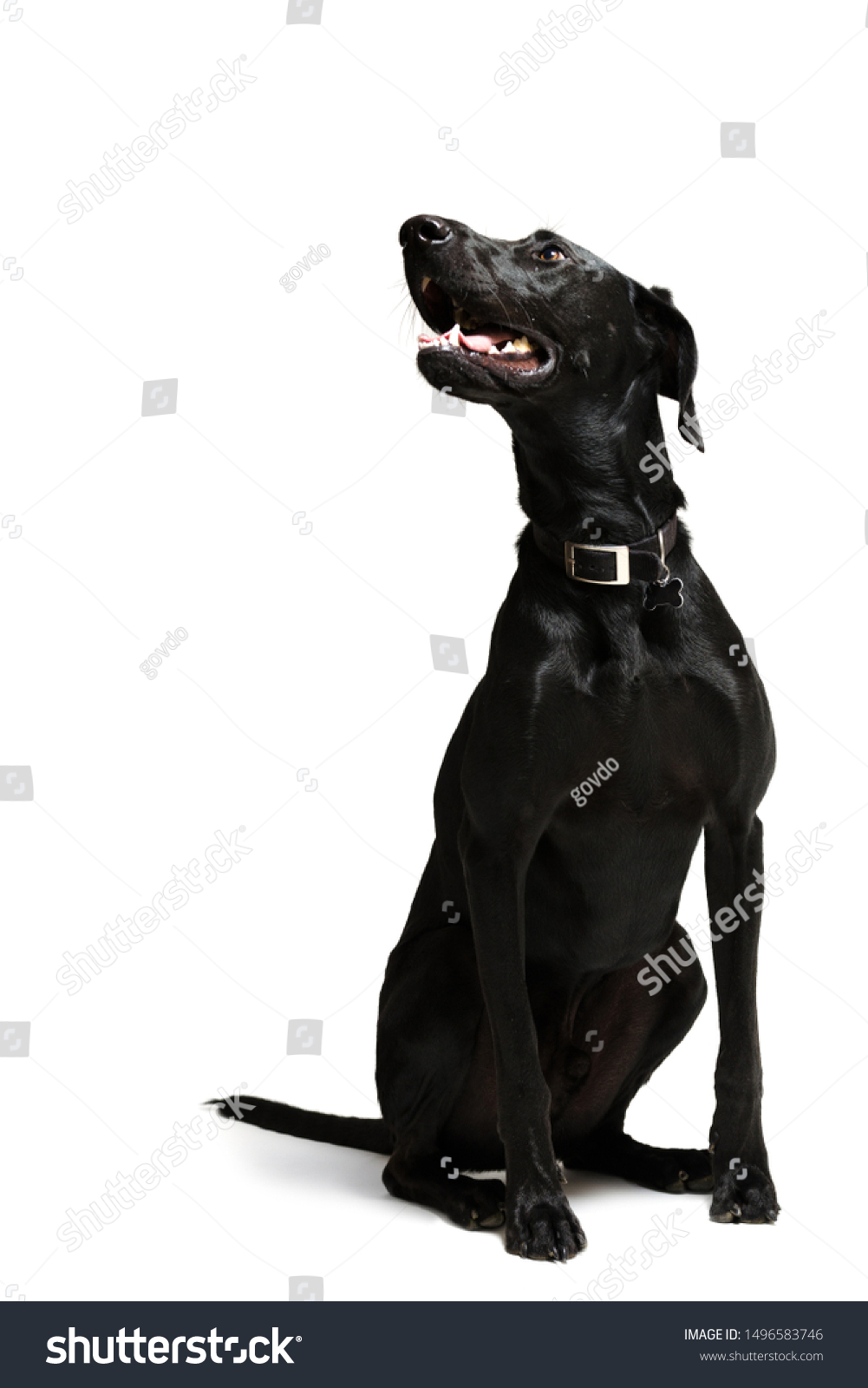 full black dog