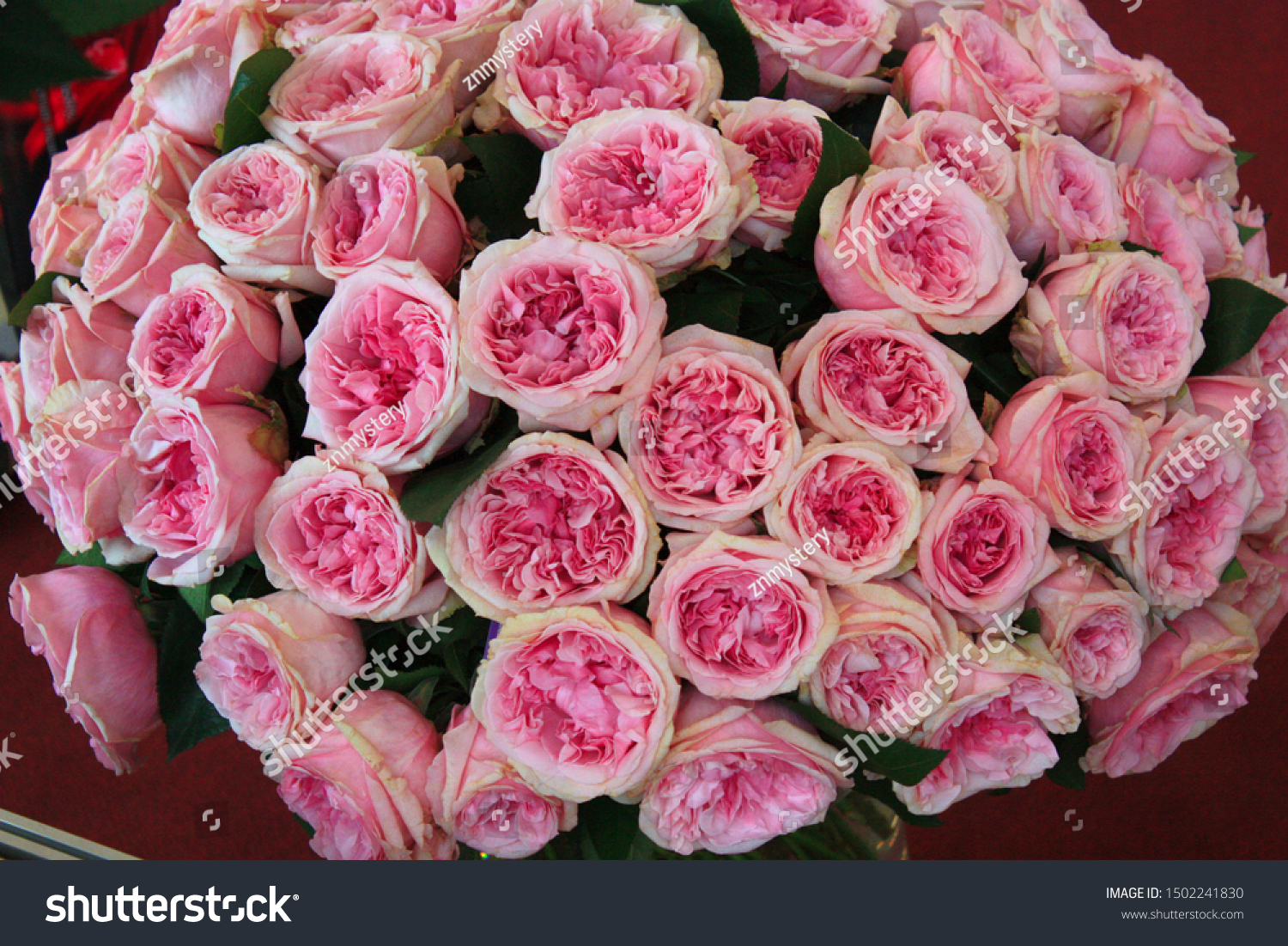 Big Bouquet Pink English Peony Roses Stock Photo Shutterstock