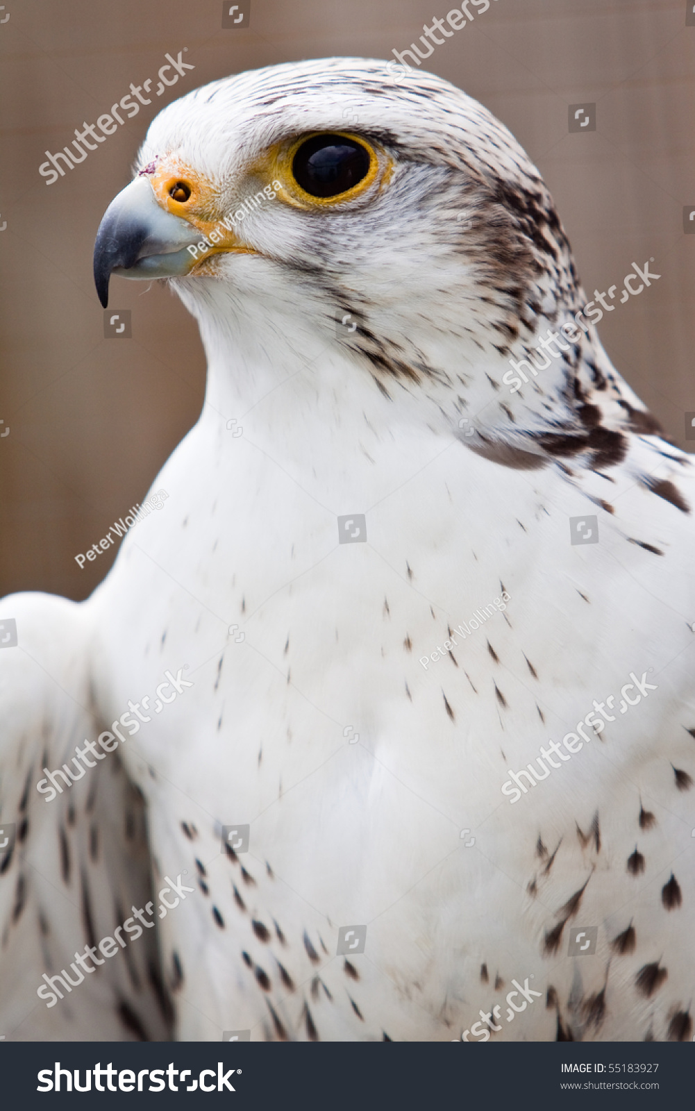 Big Brown White Eagle Bird Head Stock Photo (Edit Now) 55183927