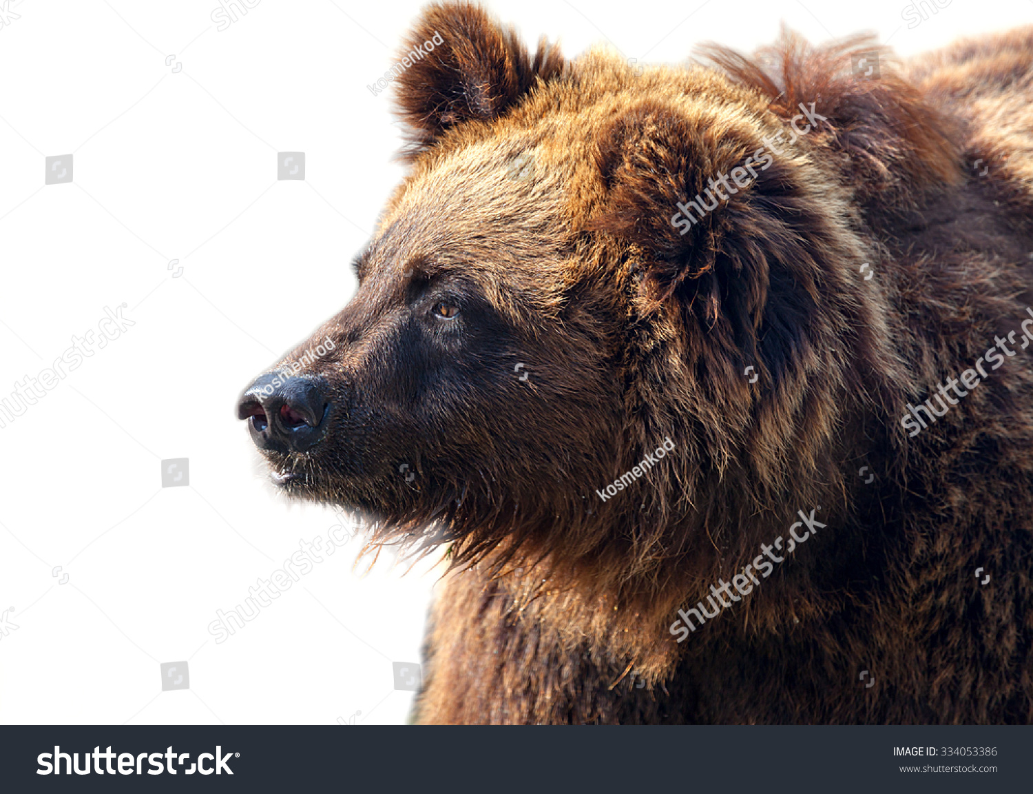 Big Brown Bear Isolated On White Background. Stock Photo 334053386 ...