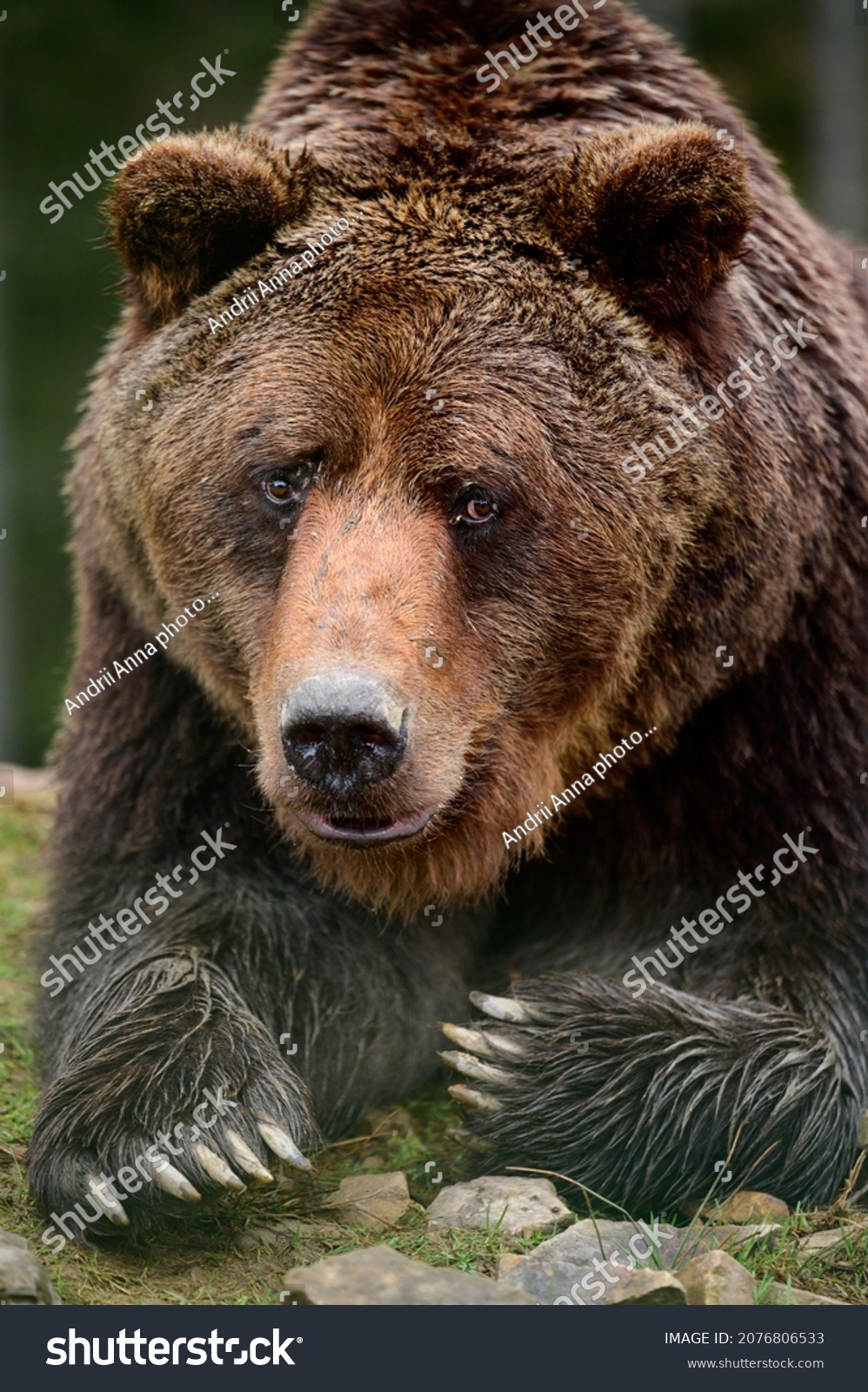 4,528 Skin of a brown bear Images, Stock Photos & Vectors | Shutterstock