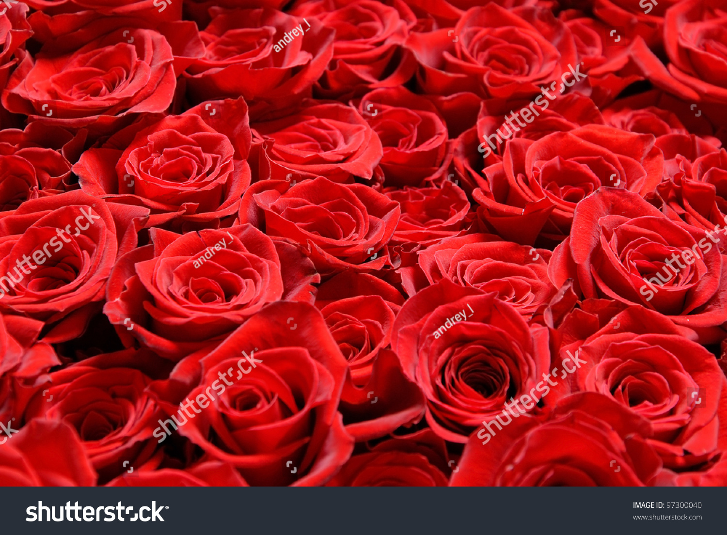 Big Bunch Of Red Roses Stock Photo 97300040 : Shutterstock