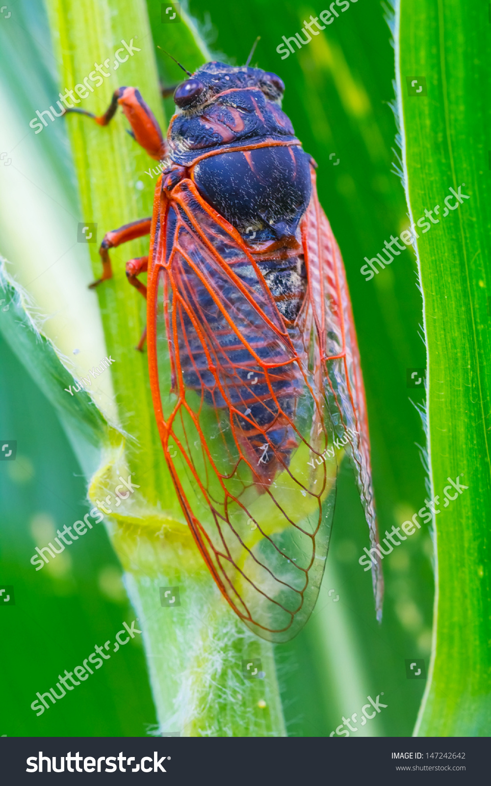 Big Cicada On Leaf Stock Photo 147242642 | Shutterstock