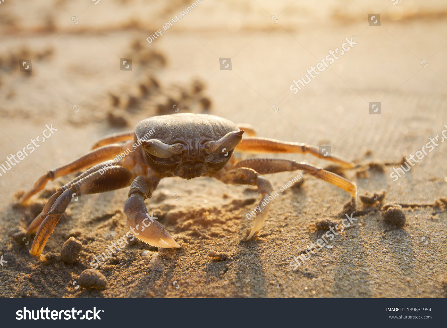 Big Crab On Beach At Sunset Stock Photo 139631954 : Shutterstock