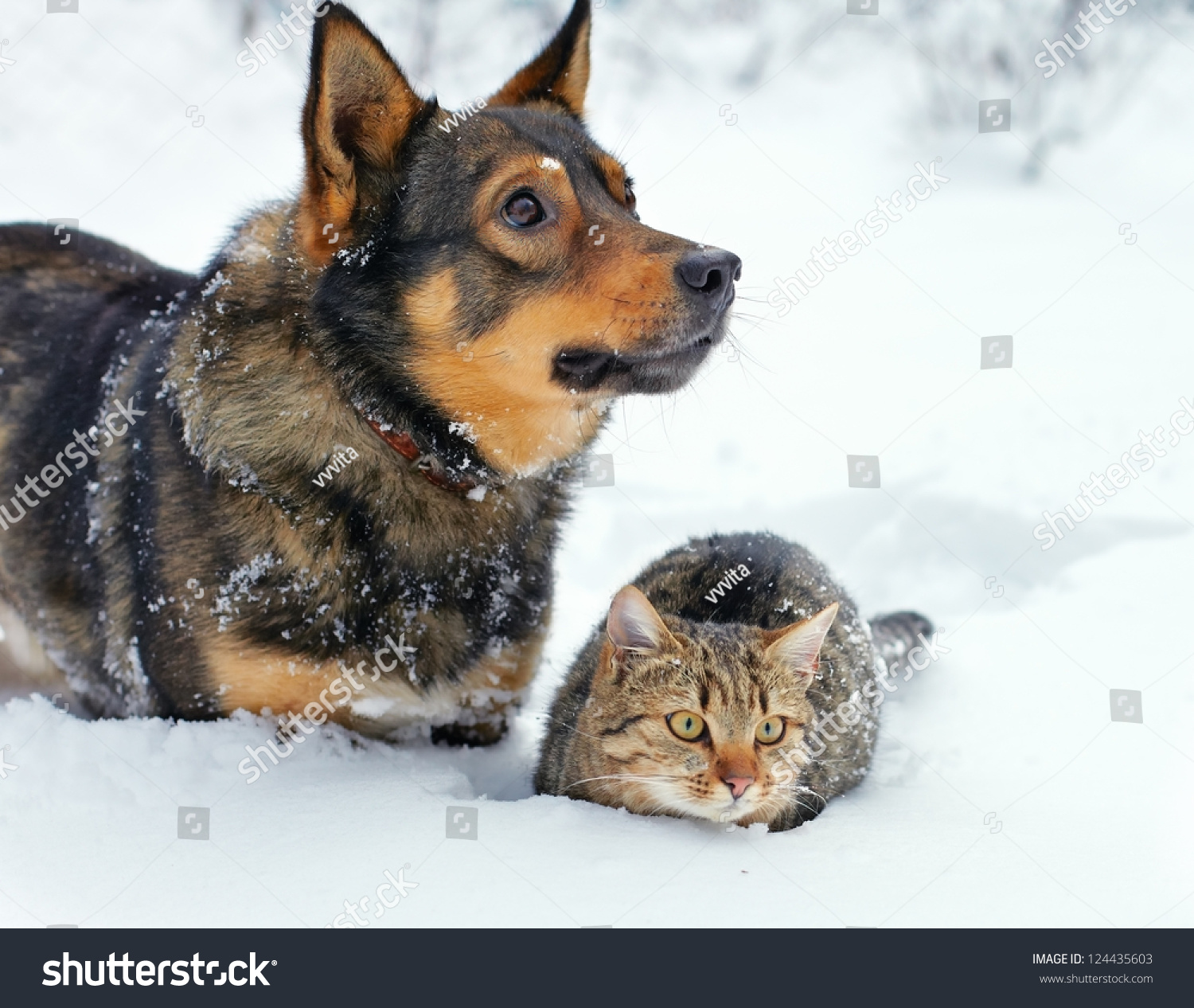 Big Dog And Cat Sitting Together In The Snow Stock Photo 124435603 ...