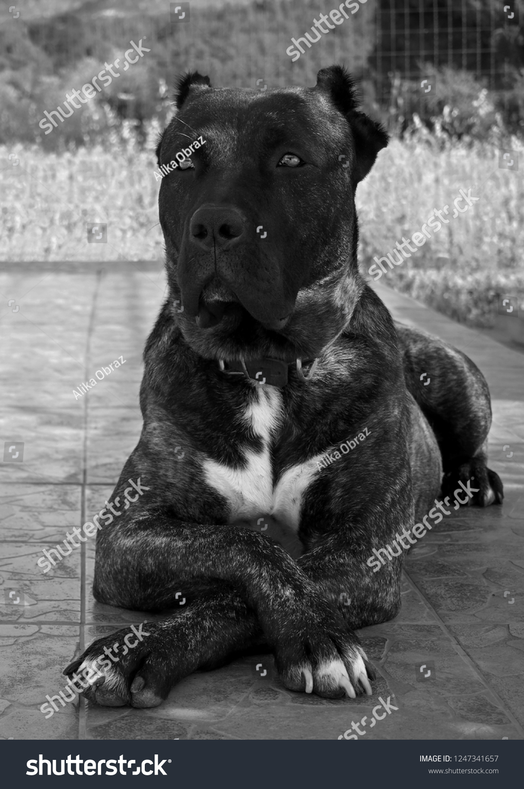 Big Dog Perro De Presa Canario Stock Photo Edit Now 1247341657