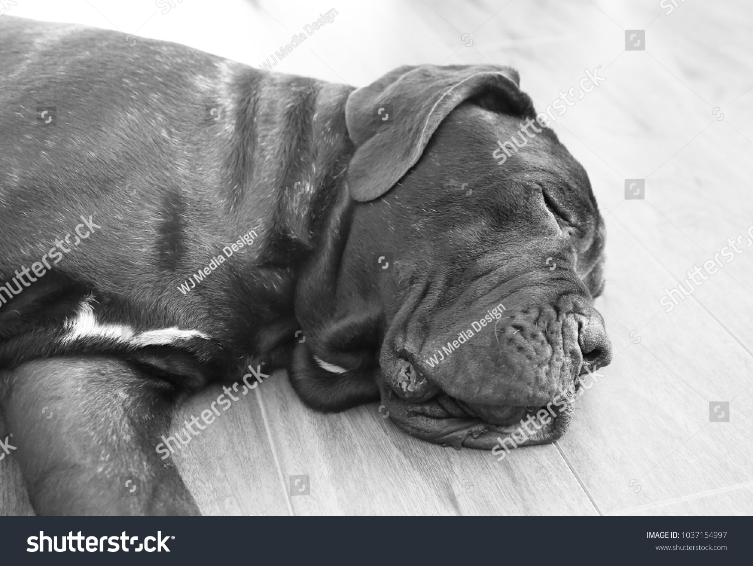 Big Dog Sleeping On Floor Stock Photo 1037154997 | Shutterstock