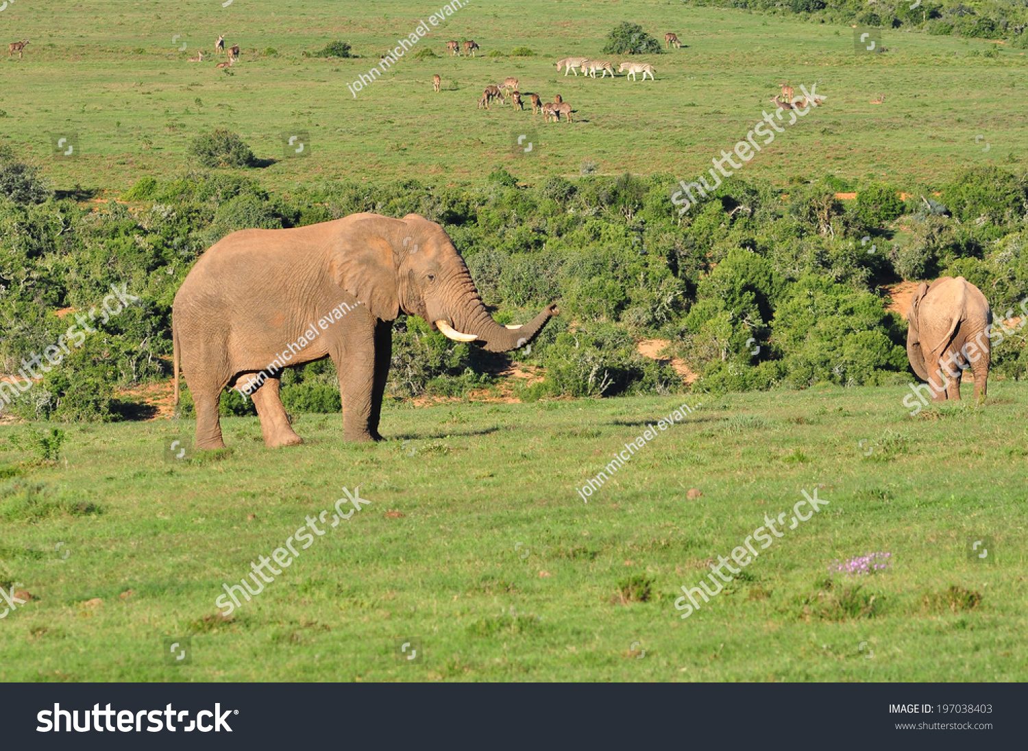 Big Elephant Big Tusks Stock Photo 197038403 | Shutterstock