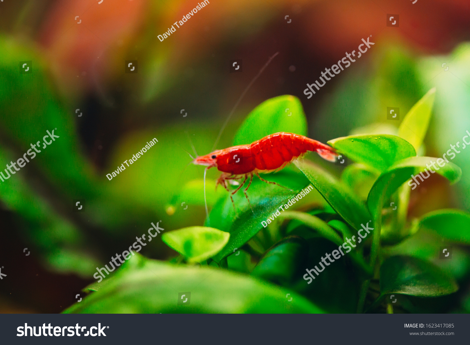 9 342 Red Cherry Shrimps Images Stock Photos Vectors Shutterstock   Stock Photo Big Fire Red Or Cherry Dwarf Shrimp With Green Background In Fresh Water Aquarium Tank 1623417085 