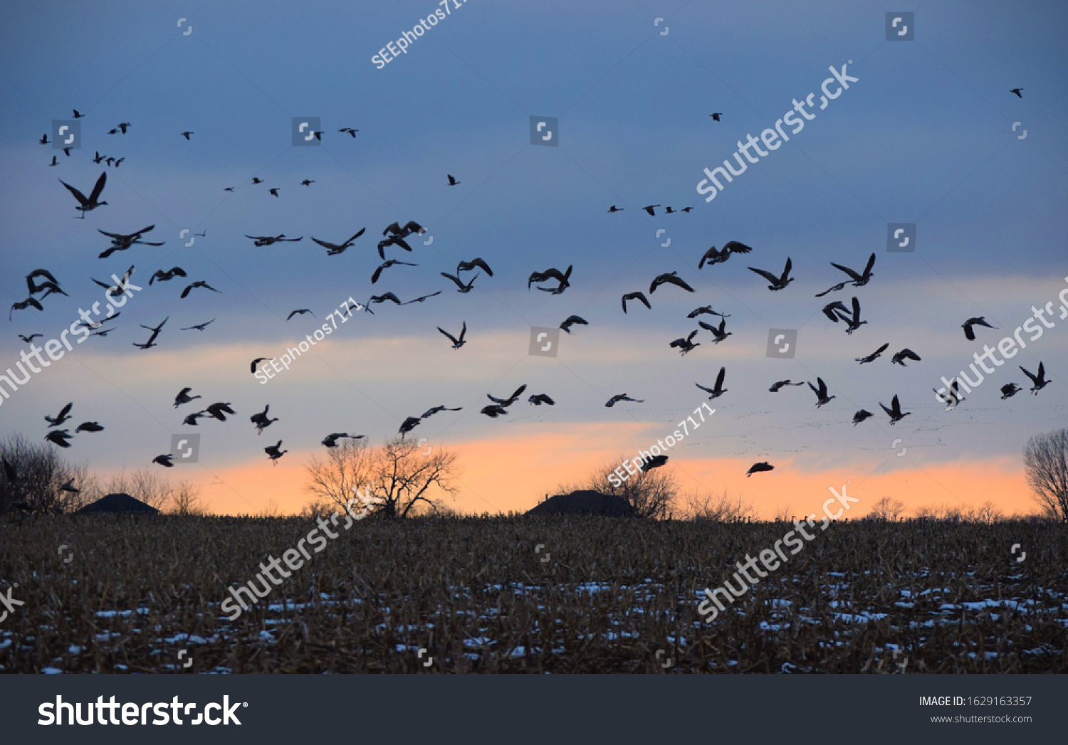 Big Flock Geese Flying Over Corn Stock Photo 1629163357 | Shutterstock