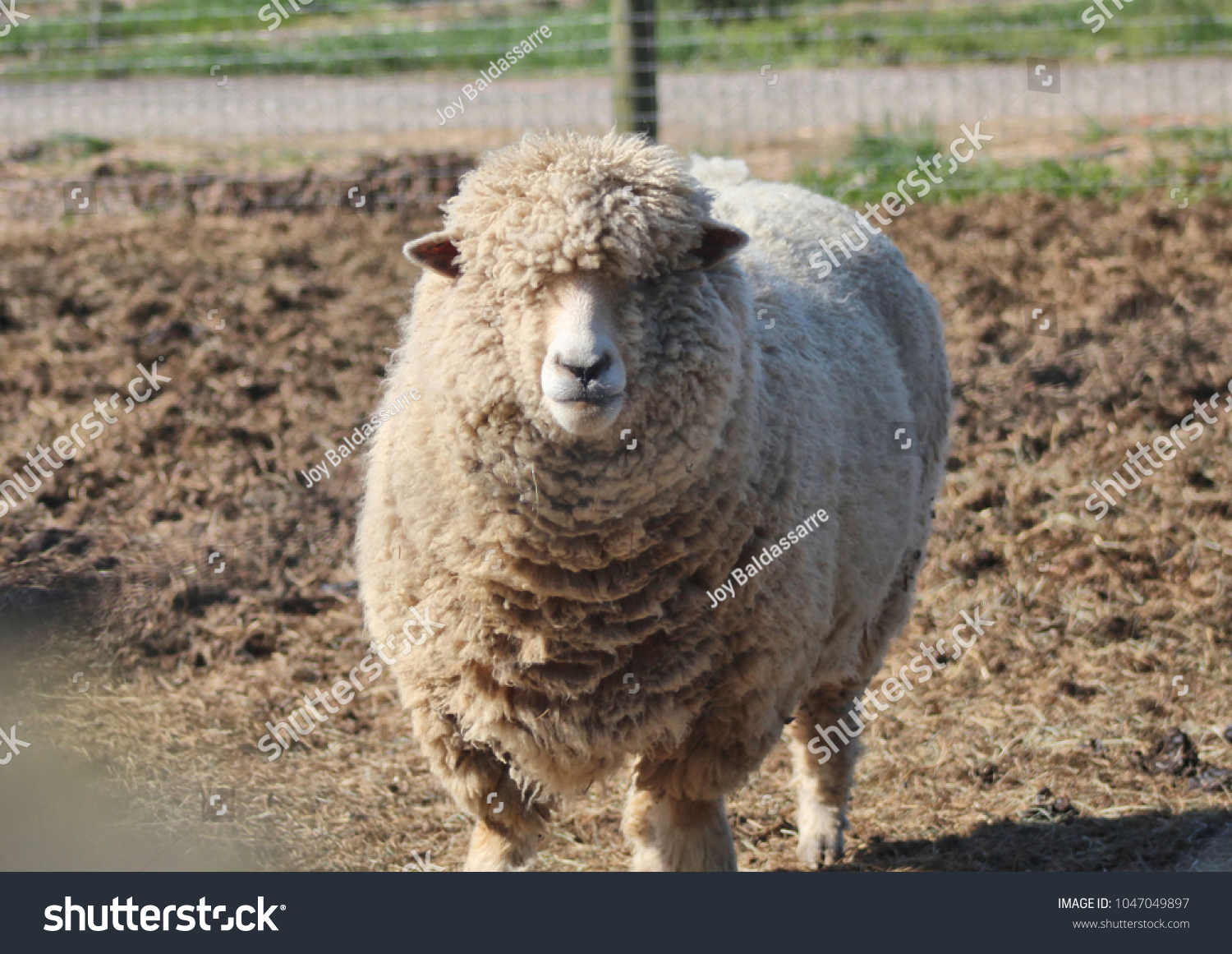 big fluffy sheep