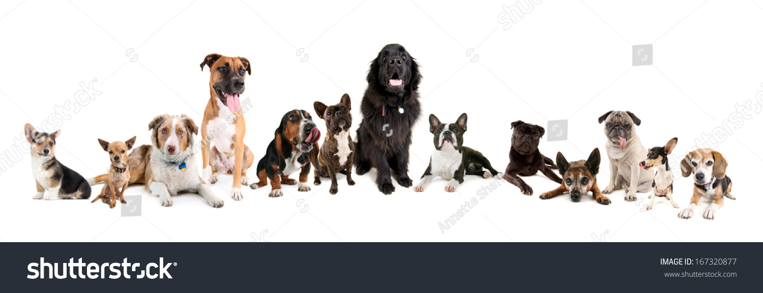 Big Group Variety Dogs On White Stock Photo 167320877 - Shutterstock