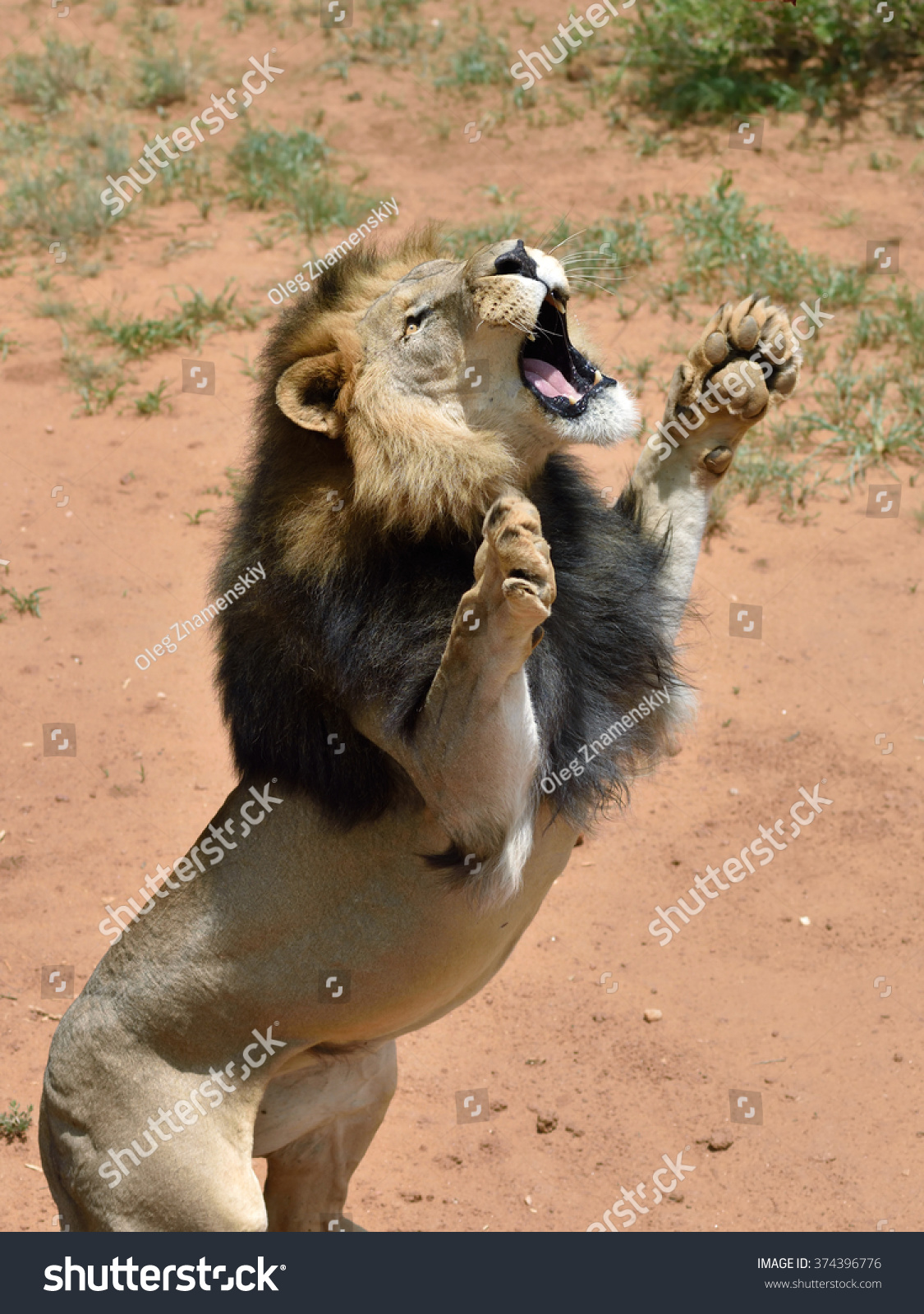 328-cat-on-his-hind-legs-immagini-foto-stock-e-grafica-vettoriale