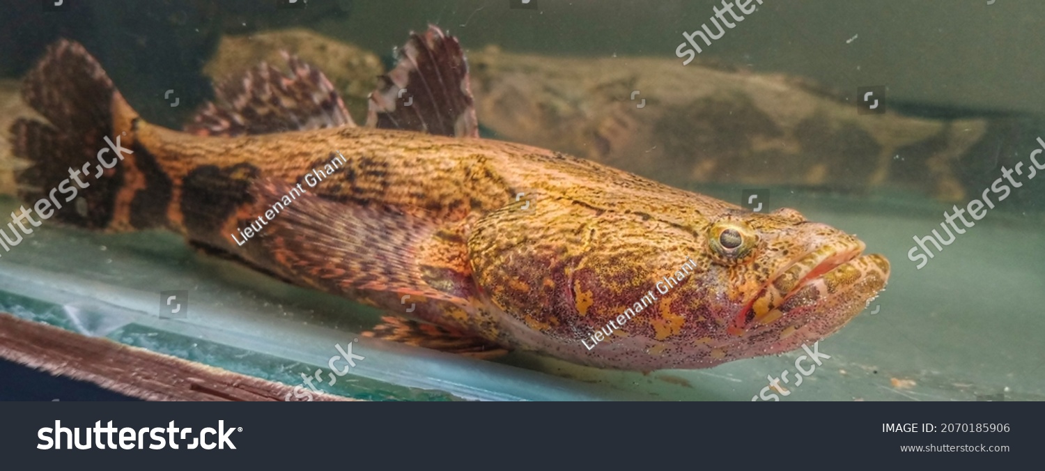 Big Male Marble Goby Fish Stock Photo 2070185906 Shutterstock