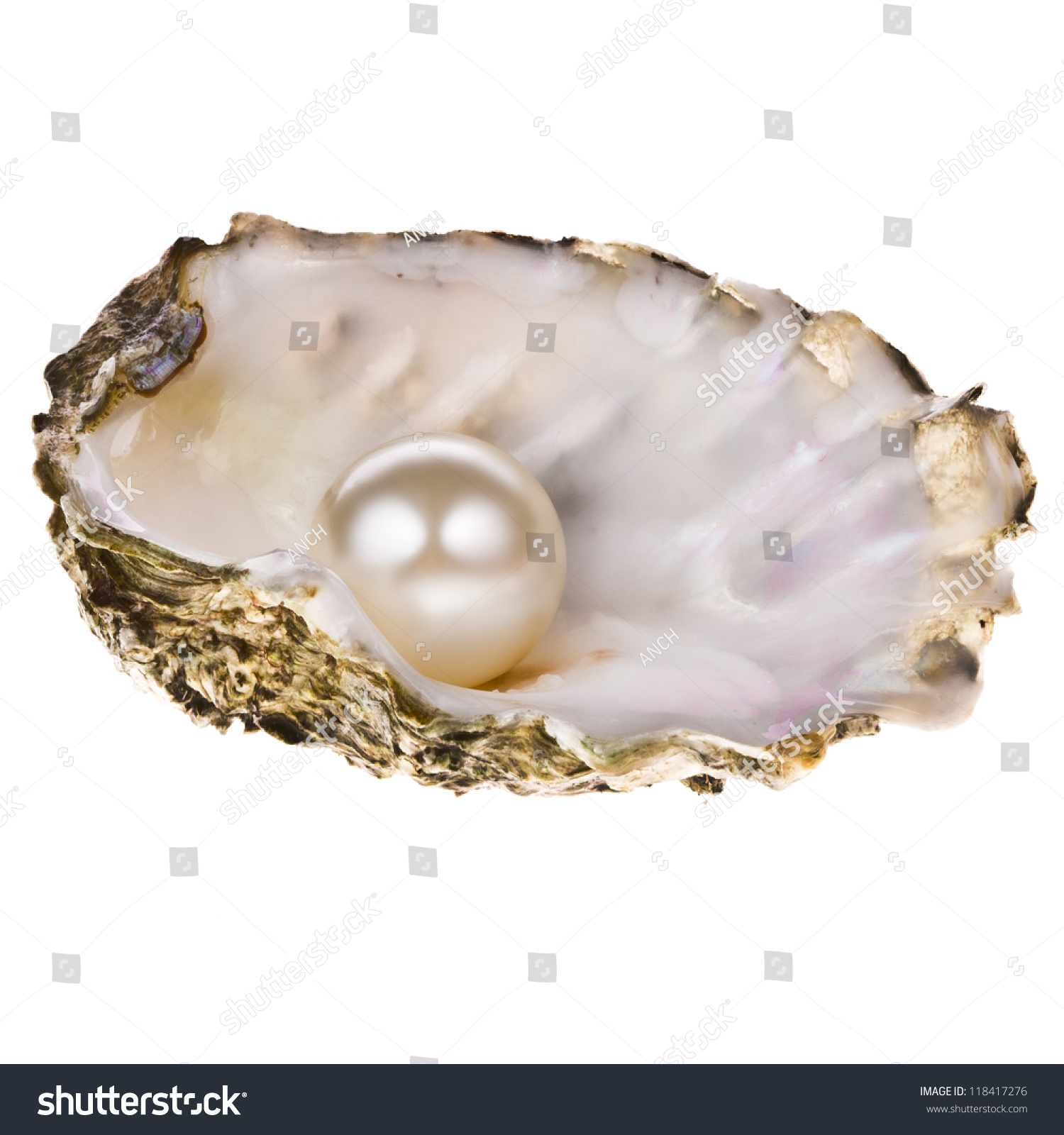 Big Pearl Oyster Shell Isolated On Stock Photo (Edit Now) 118417276